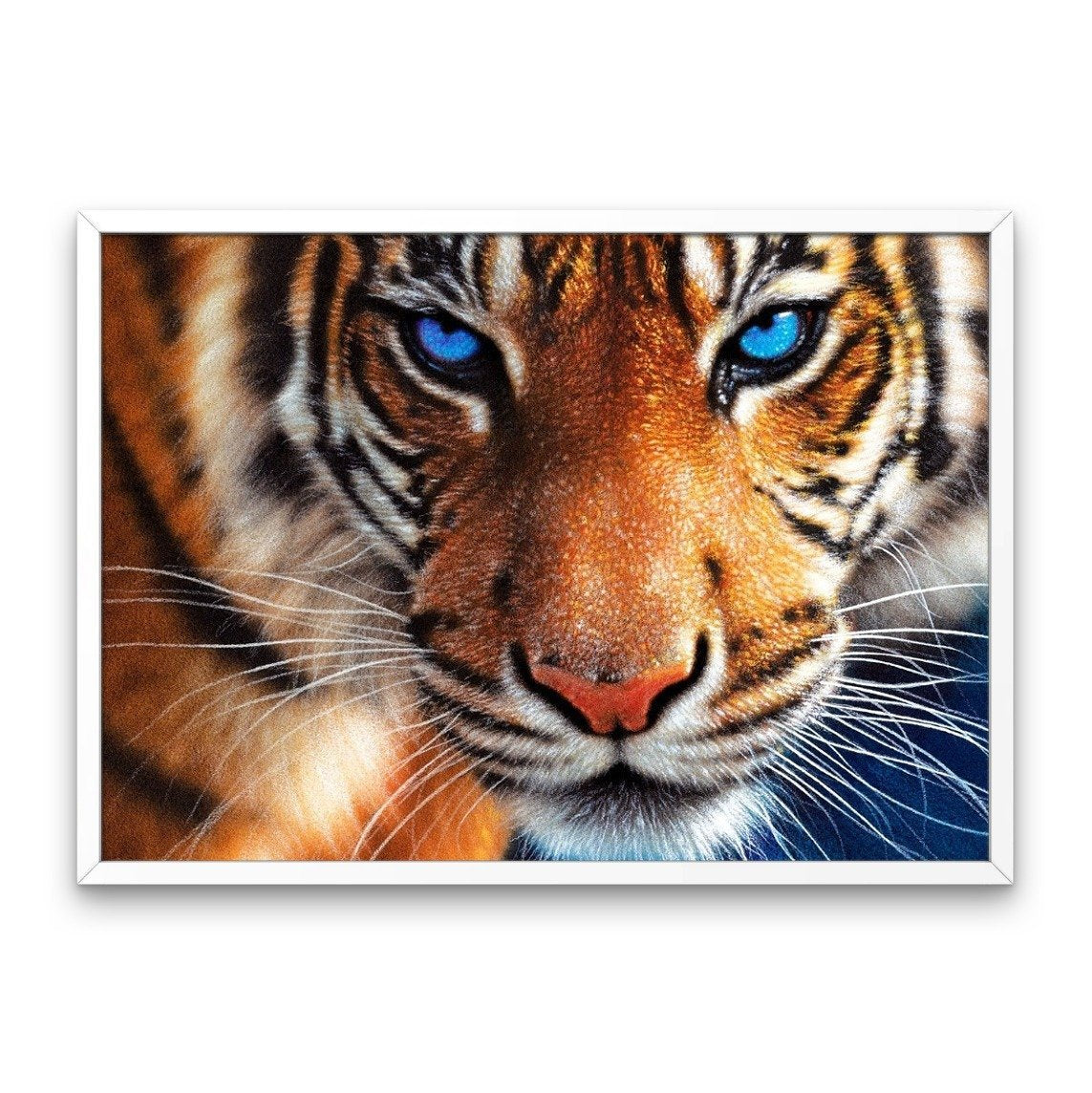 Tiger närbild